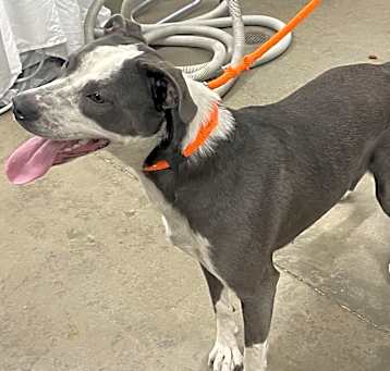 Photo of Goose