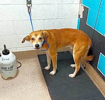 Photo of Thor