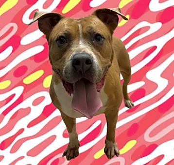 Photo of TUSC-Stray-80414