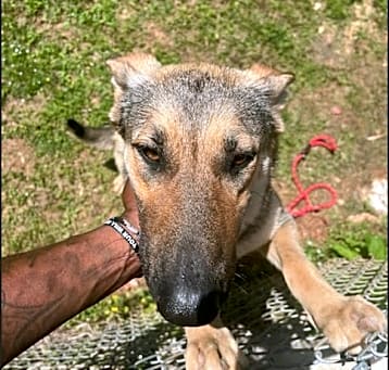 Photo of Celeste