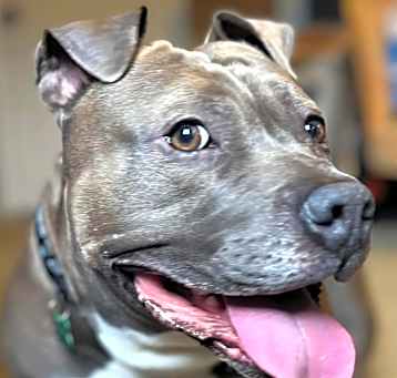 Photo of Gunner