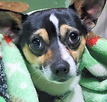 Photo of Chico