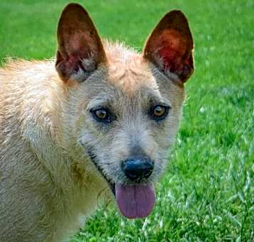 Photo of Fresca