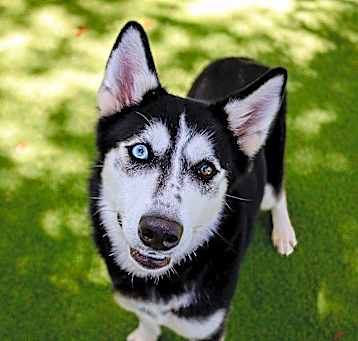 Photo of Blue