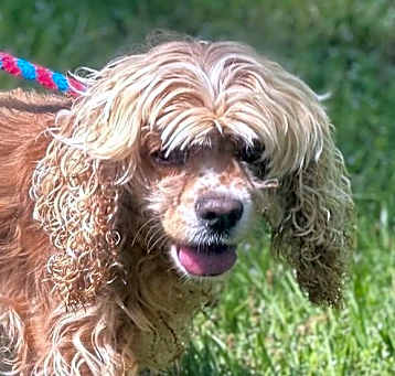 Photo of Lady