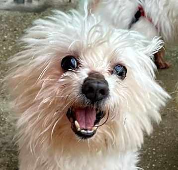Photo of Caddie