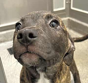 Photo of Snickerdoodle