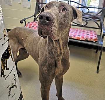 Photo of Zeus #15337