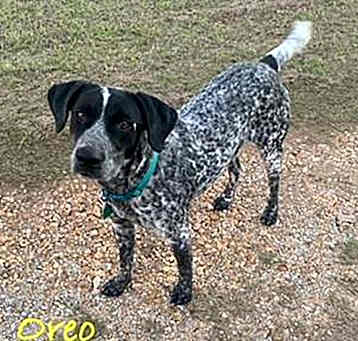 Photo of Oreo