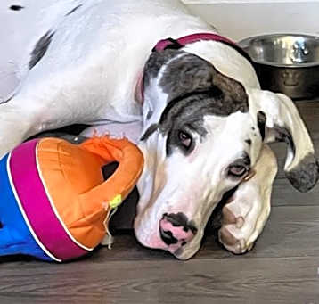 Photo of Ghosty