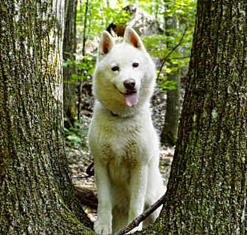 Photo of Shiver