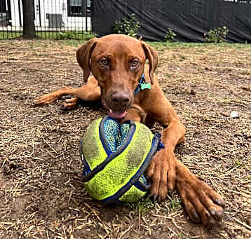 Photo of Bolt