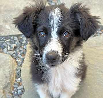 Photo of Perky Pup: Honey