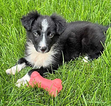 Photo of Perky Pup: Dumplin