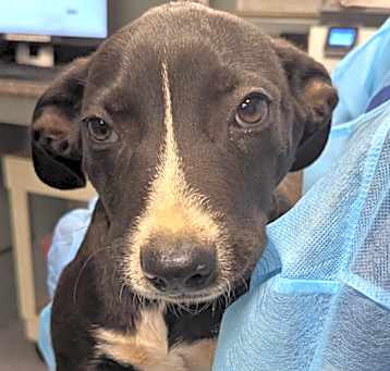 Photo of Slinky