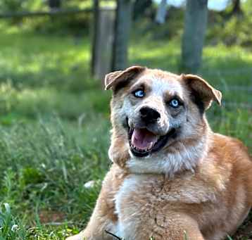 Photo of Shelby