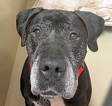 Photo of Tyson