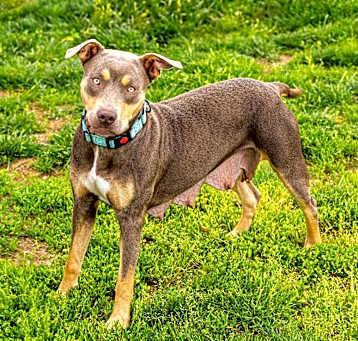 Photo of Dixie