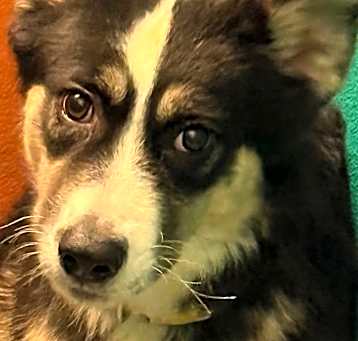 Photo of Comet