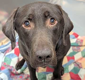 Photo of Moose