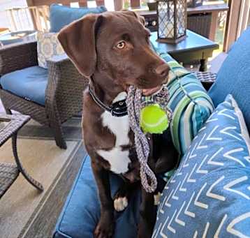 Photo of Colt