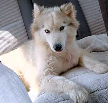Photo of Shera