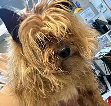 Photo of Jasper 25-1162