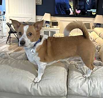 Photo of Buddy