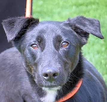 Photo of Zorro
