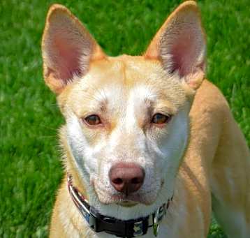 Photo of Roozy