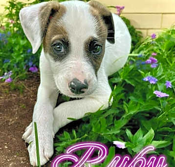 Photo of Ruby