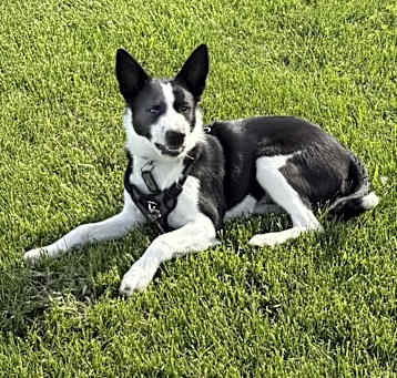 Photo of Cooper