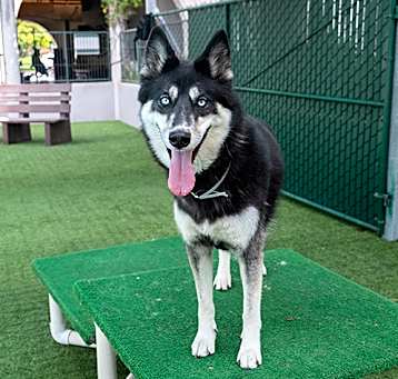 Photo of MISKA
