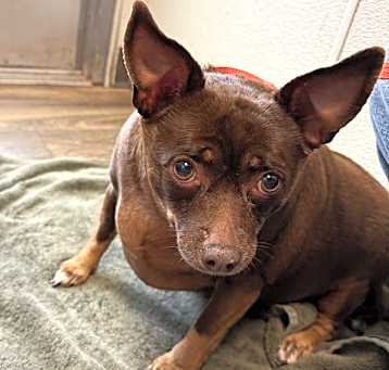Photo of Brownie