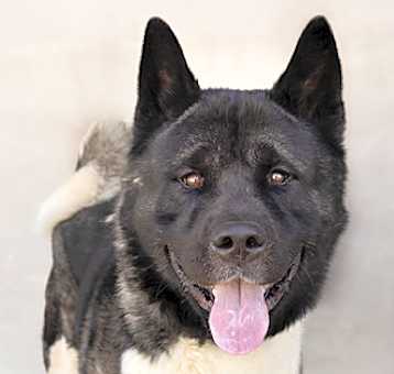Photo of Lancelot
