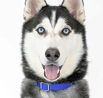 Photo of Hunter