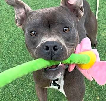 Photo of Odie