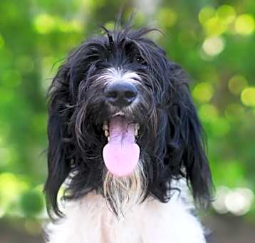 Photo of TAVERNIER