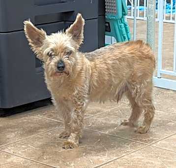 Photo of Oscar