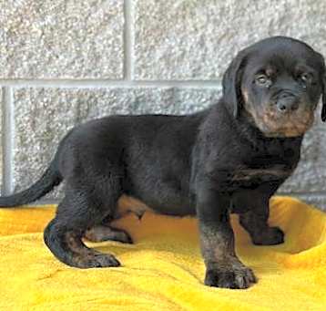 Photo of Dusty