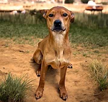 Photo of Acorn
