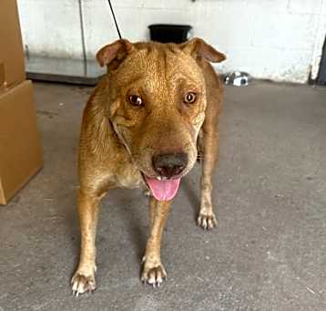 Photo of Kona 