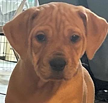 Photo of Ruby Red Pup: Charlotte