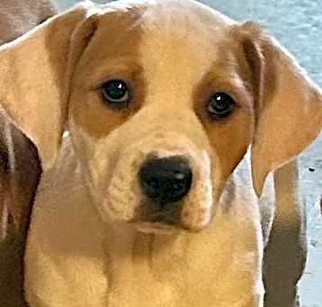 Photo of Ruby Red Pup: Eula
