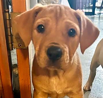 Photo of Ruby Red Pup: Elmer