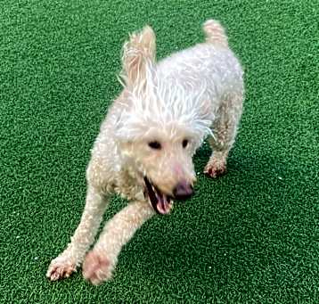 Photo of Ruby 8591