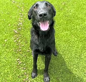 Photo of Remi