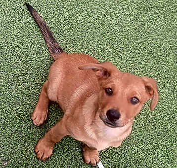 Photo of Rolo