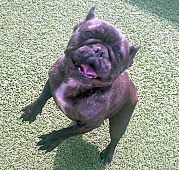 Photo of Sundae 5947