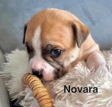Photo of Novara